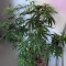Semi femminizzati Exodus Cheese x Durban Panama