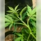 Gelato 44 (Tyson S) Seeds
