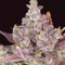 Gorilla Cookies Auto feminized seeds