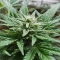 Green Gelato Automatic Seeds (Royal Queen Seeds)