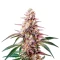 Ice Cream Cake Seeds
