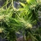 Mamba Negra Fast Seeds