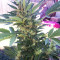 Northern Light Auto (Xtreme Seeds)