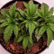 Purple Punch Seeds (Barney's Farm)