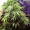 Tangie Regular seeds