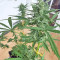 White Widow feminized seeds (Seedstockers)