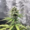 White Widow x White Fire OG Autoflower Feminized Seeds (Seedkeepers)