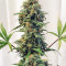 Trainwreck Fast Version Feminized Seeds (Seedkeepers)