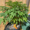 Wedding Cookies féminisée (Original Sensible Seeds)
