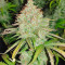 OG Kush Autoflower (Herbies Seeds)