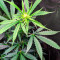 White Widow Autoflower (Herbies Seeds)