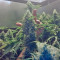 Lemon Skunk (GHS)