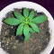 Auto Ghost OG Seeds