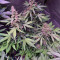 Auto Purple feminized seeds (Original Sensible Seeds)