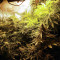 Auto Somango feminized seeds