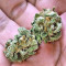 Graines de cannabis Buzz Light Gear (Dr. Krippling Seeds)