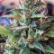 Girl Scout Cookies Auto (Semi Sensibili Originali)