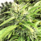 Josh D OG Seeds