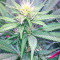 Julies Cookies Seeds