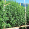 Kali China Breeders Pack semi femminizzati