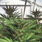 Lebanese Regular strain