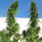 Oldtimer's Haze regular seeds