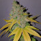Purple Queen strain