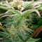 SFV OG Kush Seeds