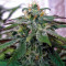 X18 Pure Pakistani Regular seeds