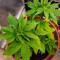 Afghan Kush (Herbies Seeds)