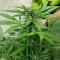 Auto Gelato (Female Seeds)