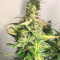 Auto Skywalker Haze