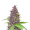 Blueberry x OG Kush (Herbies Seeds)