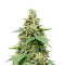 Candyland (Herbies Seeds)