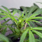 Sementes Feminizadas Auto Critical Orange Punch (Dutch Passion)