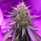 Graines de cannabis Fast & Vast Auto (Heavyweight Seeds)