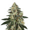 GH Cheese (GHS)