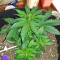 Glueberry (Expert Seeds)