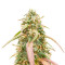 Ice Cream Cake (Herbies Seeds)