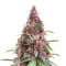 Keepers OG Autoflower Feminized Seeds (Seedkeepers)
