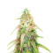 Lava Cake (Herbies Seeds)