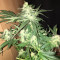 Orange Juice (Dinafem Seeds)