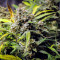 Original Auto Northern Lights (Fast Buds)