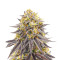 Punch Cookies Feminized Seeds (AlphaFem Seeds)