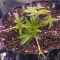 Glue Sherbert Seeds (AlphaFem Seeds) - Cannabis Strain Seeds for Sale