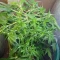 Tangie'matic Seeds