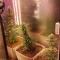 Gorilla Cookies Seeds