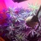 Vente de graines de cannabis LSD-25 Auto (Fast Buds)