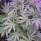 Glue Sherbert Seeds (AlphaFem Seeds) - Cannabis Strain Seeds for Sale