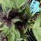 Sementes feminizadas CBD Auto Blackberry Kush para venda